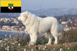 Scopri di più sull'articolo Allevatore di cani da montagna dei Pirenei e cuccioli in Sassonia-Anhalt