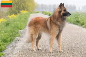 Scopri di più sull'articolo Allevatore di cani da pastore belga e cuccioli in Lituania