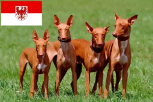 Scopri di più sull'articolo Allevatori di cani Faraone e cuccioli a Brandeburgo