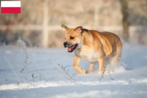 Scopri di più sull'articolo Allevatori e cuccioli di Ca de Bou in Polonia