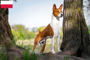 Scopri di più sull'articolo Allevatori di Basenji e cuccioli in Polonia