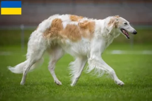 Scopri di più sull'articolo Allevatori di Borzoi e cuccioli in Ucraina