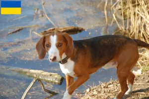 Scopri di più sull'articolo Allevatori di Bracke tedesco e cuccioli in Ucraina