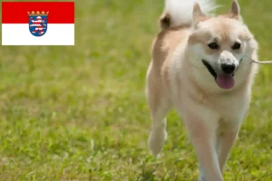 Scopri di più sull'articolo Allevatori di Buhund Norvegese e cuccioli in Assia