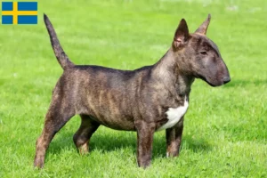 Scopri di più sull'articolo Allevatori di Bull Terrier in miniatura e cuccioli in Svezia