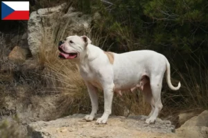 Scopri di più sull'articolo Allevatori e cuccioli di American Bulldog in Repubblica Ceca