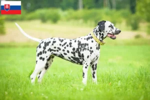 Scopri di più sull'articolo Allevatori di Dalmata e cuccioli in Slovacchia