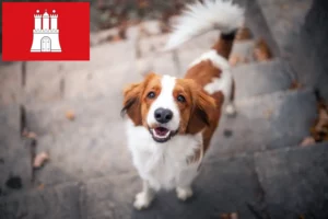 Scopri di più sull'articolo Allevatori e cuccioli di Kooikerhondje olandese a Amburgo