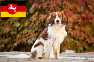 Scopri di più sull'articolo Allevatori e cuccioli di Kooikerhondje olandese in Bassa Sassonia