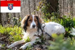 Scopri di più sull'articolo Allevatori di Kooikerhondje olandesi e cuccioli in Hessen