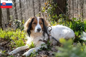 Scopri di più sull'articolo Allevatori e cuccioli di Kooikerhondje olandese in Slovacchia