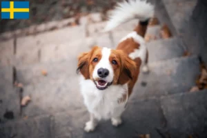 Scopri di più sull'articolo Allevatori di Kooikerhondje olandese e cuccioli in Svezia