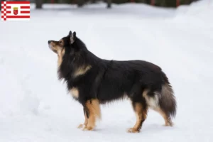 Scopri di più sull'articolo Allevatore di Lapphund finlandese e cuccioli a Brema