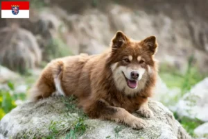 Scopri di più sull'articolo Allevatori di Lapphund finlandese e cuccioli in Assia