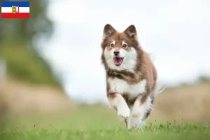 Scopri di più sull'articolo Allevatori e cuccioli di Lapphund finlandese in Schleswig-Holstein