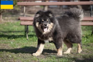 Scopri di più sull'articolo Allevatori di Lapphund Finlandesi e cuccioli in Ucraina