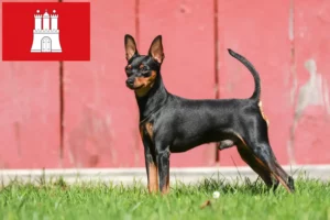 Scopri di più sull'articolo Allevatore di Pinscher in miniatura e cuccioli ad Amburgo