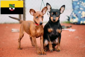 Scopri di più sull'articolo Allevatori di Pinscher in Miniatura e cuccioli in Sassonia-Anhalt