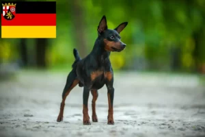 Scopri di più sull'articolo Allevatori e cuccioli di Pinscher nano in Renania-Palatinato