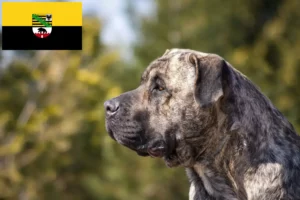 Scopri di più sull'articolo Allevatori di Presa Canario e cuccioli in Sassonia-Anhalt