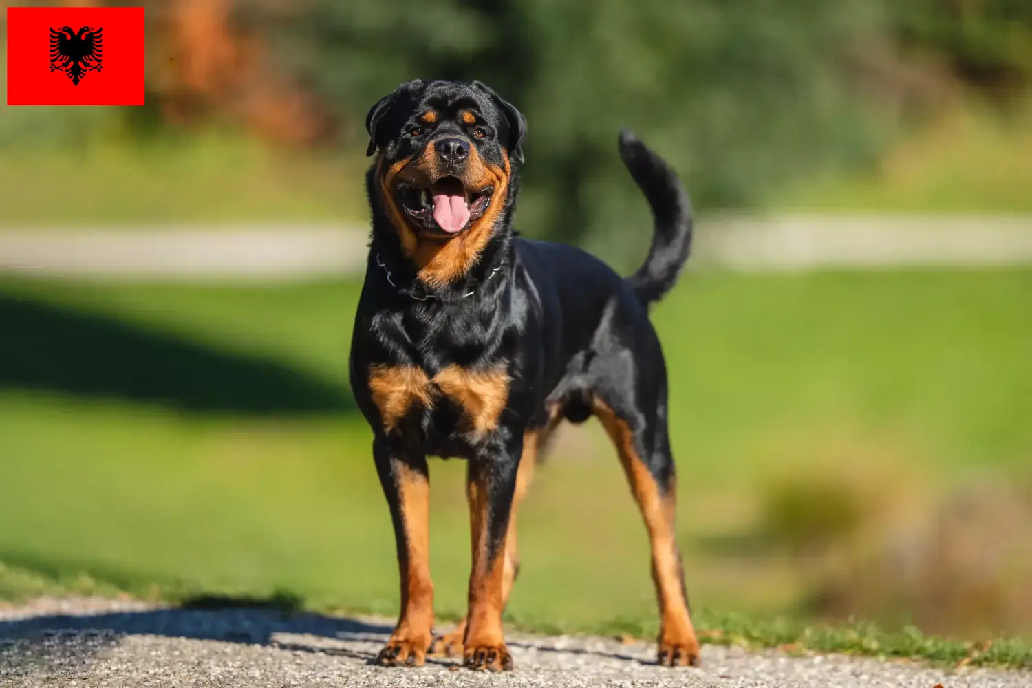 Scopri di più sull'articolo Allevatori di rottweiler e cuccioli in Albania