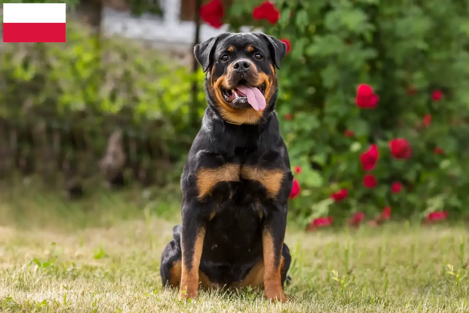 Scopri di più sull'articolo Allevatori di rottweiler e cuccioli in Polonia