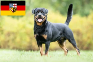 Scopri di più sull'articolo Allevatori di rottweiler e cuccioli in Saarland