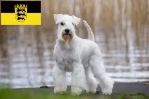 Scopri di più sull'articolo Allevatori di Schnauzer e cuccioli in Baden-Württemberg