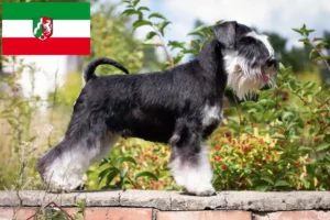 Scopri di più sull'articolo Allevatori di Schnauzer e cuccioli in Nord Reno-Westfalia