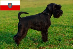 Scopri di più sull'articolo Allevatori di Schnauzer e cuccioli in Turingia