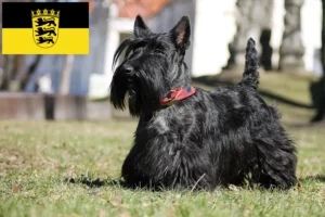 Scopri di più sull'articolo Allevatori di Scottish Terrier e cuccioli in Baden-Württemberg