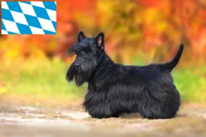 Scopri di più sull'articolo Allevatori di Scottish Terrier e cuccioli in Baviera