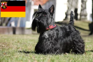 Scopri di più sull'articolo Allevatori di Scottish Terrier e cuccioli in Renania-Palatinato