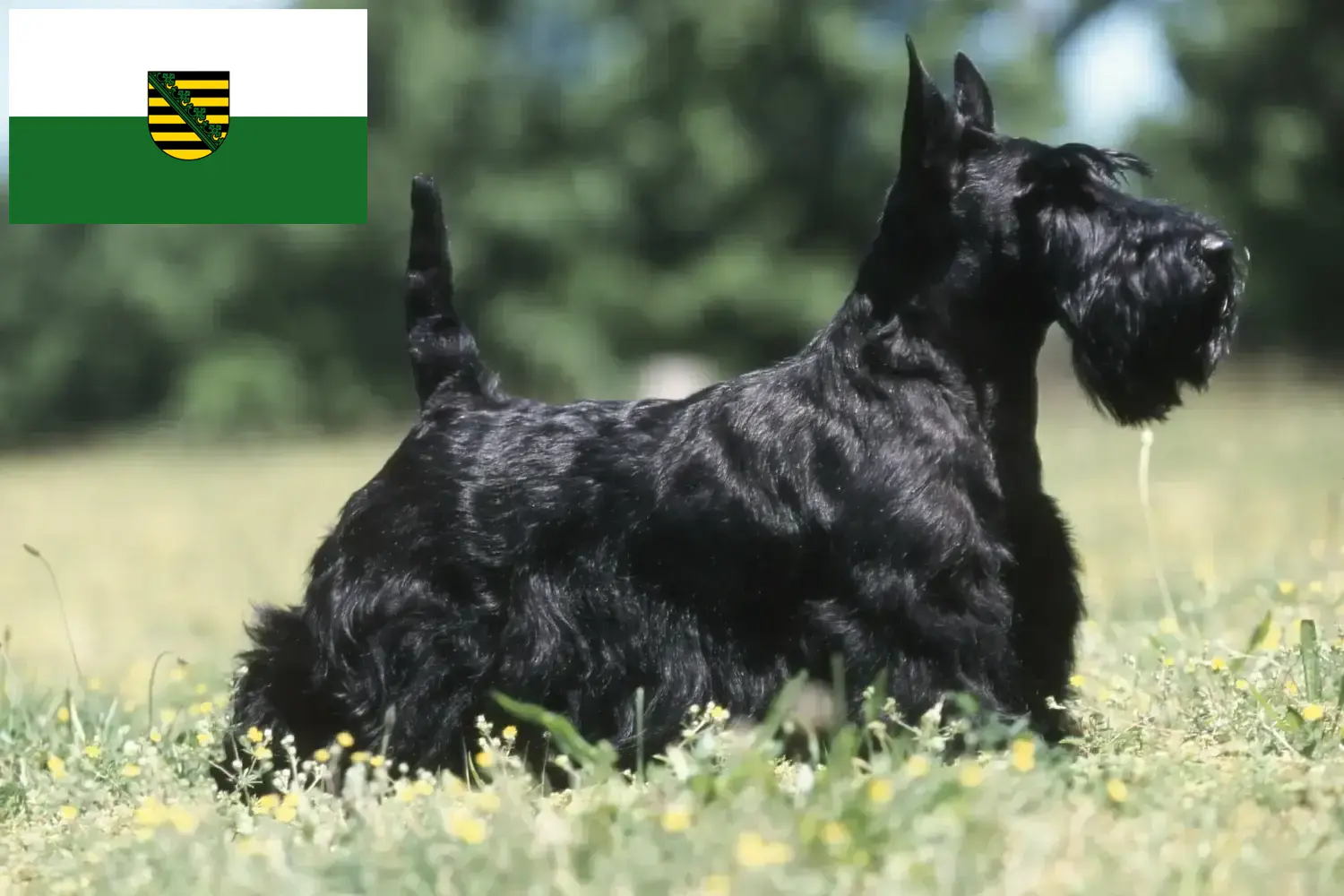 Scopri di più sull'articolo Allevatori di Scottish Terrier e cuccioli in Sassonia