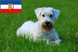 Scopri di più sull'articolo Allevatori di Sealyham Terrier e cuccioli in Schleswig-Holstein