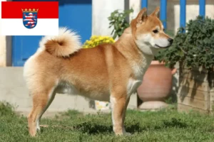 Scopri di più sull'articolo Allevatori di Shiba e cuccioli in Hessen