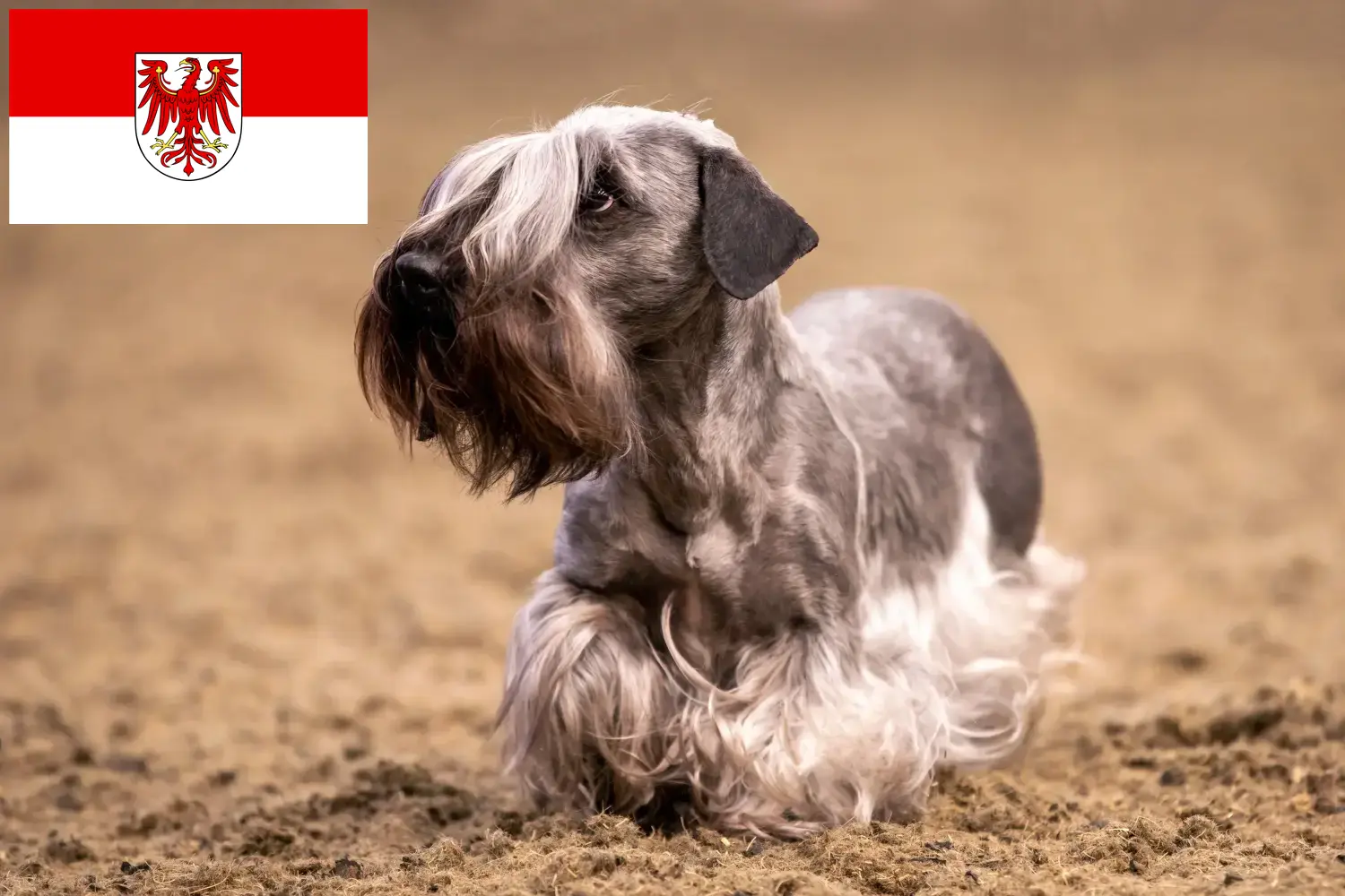 Scopri di più sull'articolo Allevatore di Terrier ceco e cuccioli in Brandeburgo