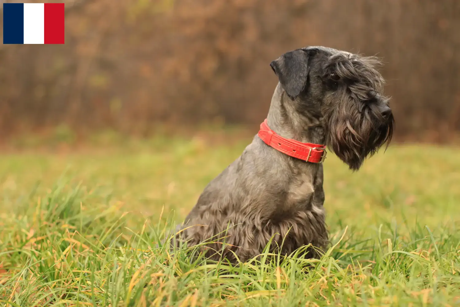 Scopri di più sull'articolo Allevatore e cuccioli di Terrier ceco in Francia