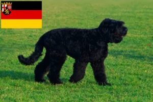 Scopri di più sull'articolo Allevatori di Terrier Nero Russo e cuccioli in Renania-Palatinato