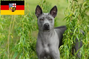 Scopri di più sull'articolo Allevatore di Thai Ridgeback e cuccioli in Saarland