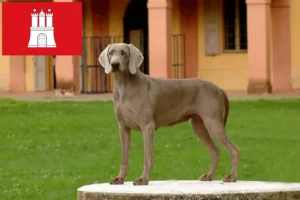 Scopri di più sull'articolo Allevatori di Weimaraner e cuccioli a Amburgo