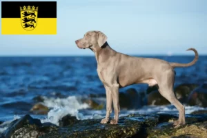 Scopri di più sull'articolo Allevatori di Weimaraner e cuccioli in Baden-Württemberg