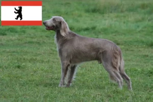 Scopri di più sull'articolo Allevatori e cuccioli di Weimaraner a Berlino