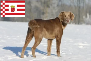 Scopri di più sull'articolo Allevatori di Weimaraner e cuccioli a Brema