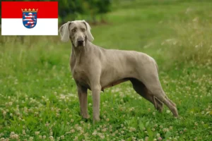 Scopri di più sull'articolo Allevatori di Weimaraner e cuccioli in Hessen