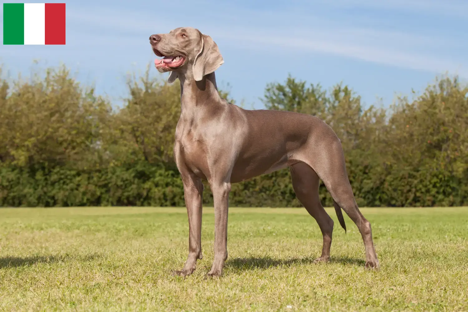 Scopri di più sull'articolo Allevatori e cuccioli di Weimaraner in Italia