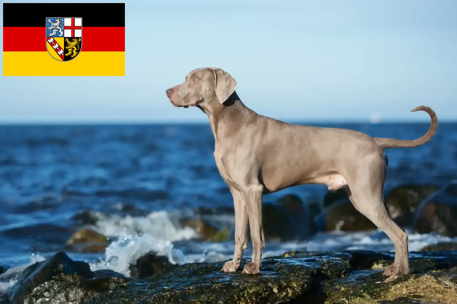 Scopri di più sull'articolo Allevatori di Weimaraner e cuccioli in Saarland