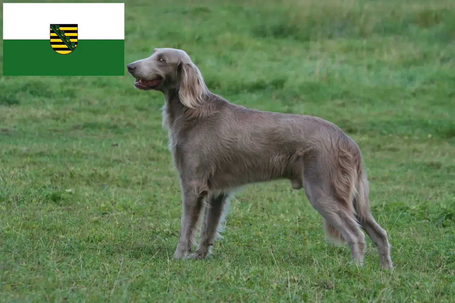 Scopri di più sull'articolo Allevatori di Weimaraner e cuccioli in Sassonia