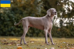 Scopri di più sull'articolo Allevatori di Weimaraner e cuccioli in Ucraina