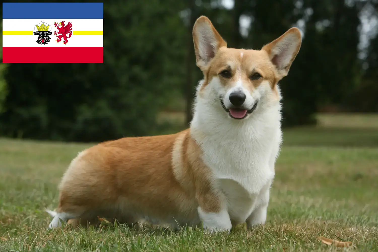 Scopri di più sull'articolo Allevatori e cuccioli di Welsh Corgi in Mecklenburg-Vorpommern